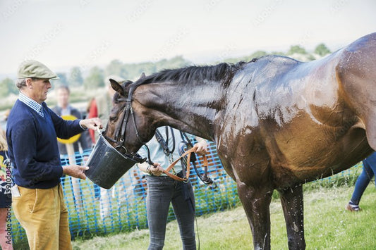 Feeding Racehorses