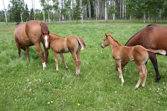 More Than 25 Years of BioEquine: What We Have Learned About Equine Nutrition